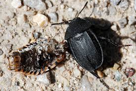 Attēlu rezultāti vaicājumam “Silpha obscura larva”