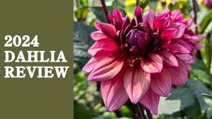 Image result for Dahlia Darkarin`