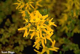 Attēlu rezultāti vaicājumam “Forsythia intermedia flower”