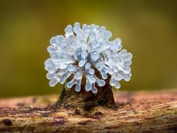 Attēlu rezultāti vaicājumam “Physarum obscurum macro”