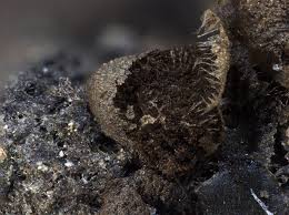 Attēlu rezultāti vaicājumam “Badhamiopsis ainoae macro”