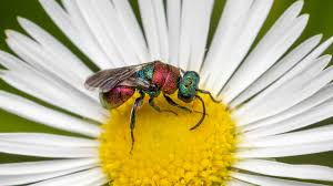 Attēlu rezultāti vaicājumam “Hedychrum sp.”