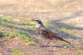 Image result for Turdus eunomus