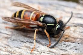 Attēlu rezultāti vaicājumam “Vespula rufa”