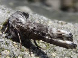 Attēlu rezultāti vaicājumam “Lithomoia solidaginis”