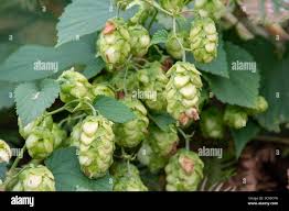 Attēlu rezultāti vaicājumam “Humulus lupulus fruit”