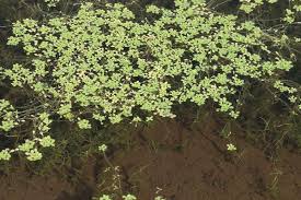 Attēlu rezultāti vaicājumam “Callitriche verna flower”