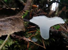 Attēlu rezultāti vaicājumam “Pseudohydnum gelatinosum”