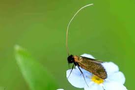 Attēlu rezultāti vaicājumam “Cauchas rufimitrella”