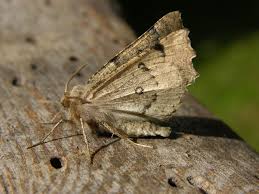 Attēlu rezultāti vaicājumam “Odontopera bidentata”