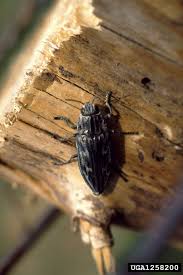 Attēlu rezultāti vaicājumam “Chalcophora mariana”