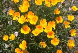 Attēlu rezultāti vaicājumam “Eschscholzia californica”