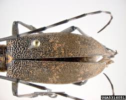 Attēlu rezultāti vaicājumam “Monochamus galloprovincialis”