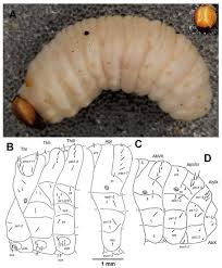 Attēlu rezultāti vaicājumam “Cleonis pigra”