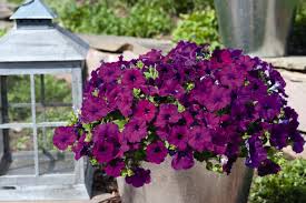 Image result for Petunia hybrida