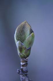 Attēlu rezultāti vaicājumam “Fraxinus excelsior bud”