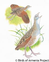 Attēlu rezultāti vaicājumam “Crex crex eggs”