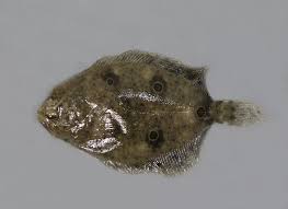 Image result for Paralichthys albigutta