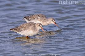 Image result for Tringa erythropus