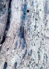 Attēlu rezultāti vaicājumam “Machilidae”