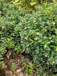 Attēlu rezultāti vaicājumam “Vaccinium vitis-idaea”