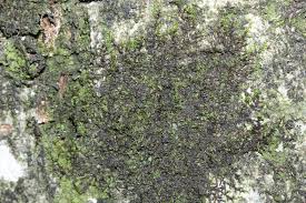 Attēlu rezultāti vaicājumam “Frullania fragilifolia”