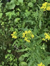 Attēlu rezultāti vaicājumam “Sisymbrium loeselii flower”
