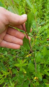 Attēlu rezultāti vaicājumam “Salix aurita”