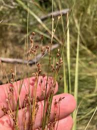 Attēlu rezultāti vaicājumam “Juncus gerardii”