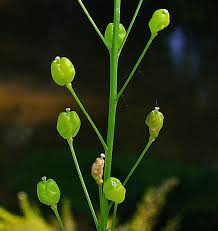 Attēlu rezultāti vaicājumam “Armoracia rusticana flower”