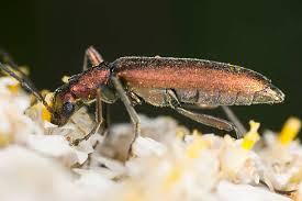 Attēlu rezultāti vaicājumam “Chrysanthia viridissima”