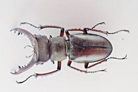 Attēlu rezultāti vaicājumam “Lucanidae”