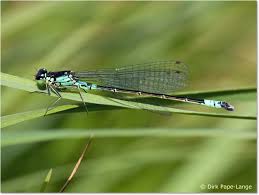 Attēlu rezultāti vaicājumam “Coenagrion armatum”