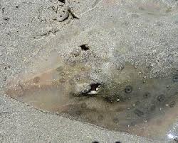 Image result for Acroteriobatus annulatus