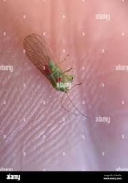 Attēlu rezultāti vaicājumam “Psylla alni”