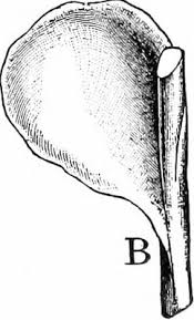 Attēlu rezultāti vaicājumam “Blasia pusilla sporophyte”