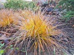 Attēlu rezultāti vaicājumam “Carex montana”