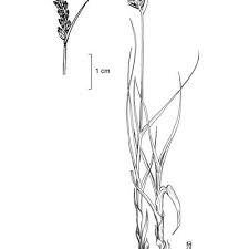 Attēlu rezultāti vaicājumam “Blysmus compressus flower”