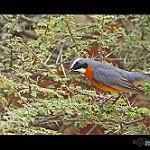 Image result for Irania gutturalis