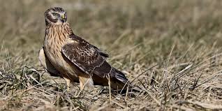 Image result for Wee County Harriers