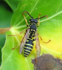 Attēlu rezultāti vaicājumam “Polistes nimpha”