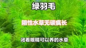 「綠羽毛」的圖片搜尋結果