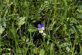 Attēlu rezultāti vaicājumam “Viola rupestris bud”