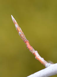 Attēlu rezultāti vaicājumam “Vicia sylvatica bud”