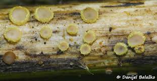 Attēlu rezultāti vaicājumam “Lachnum corticale”