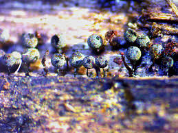 Attēlu rezultāti vaicājumam “Collaria rubens macro”