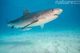 Image result for Galeocerdo cuvier