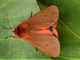 Attēlu rezultāti vaicājumam “Phragmatobia fuliginosa imago”