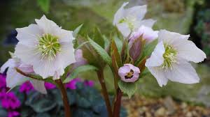 Attēlu rezultāti vaicājumam “Ranunculaceae”