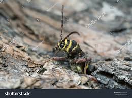 Attēlu rezultāti vaicājumam “Plagionotus detritus imago”